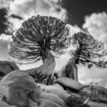 2Trees-007