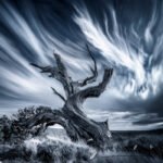 Roots-005
